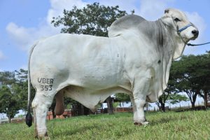 UBER 353 -Oficial