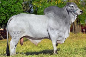 UBER 739 Oficial