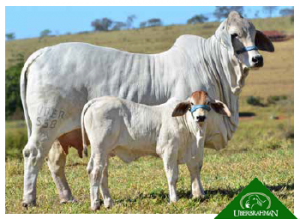 Mr. Natural e Filhos 2