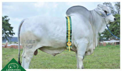 mr araguaia top show