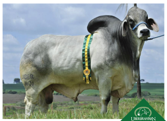 mr uber poi 401 top show