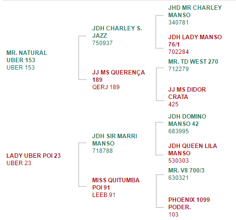 Mr. UBER Araguaia 461 – Genealogia